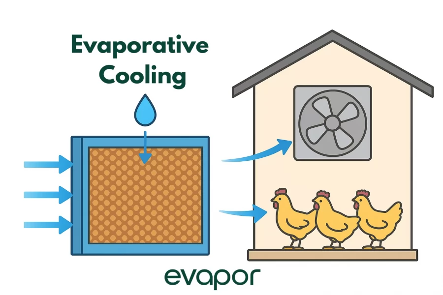 ما هو الحد الأقصى لخفض درجة الحرارة الذي يمكن أن تحققه خلايا التبريد داخل عنابر الدواجن؟