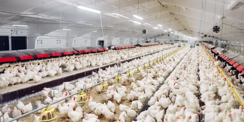 How To Choose the Best Evaporative Cooling System for Your Poultry Farm ?!