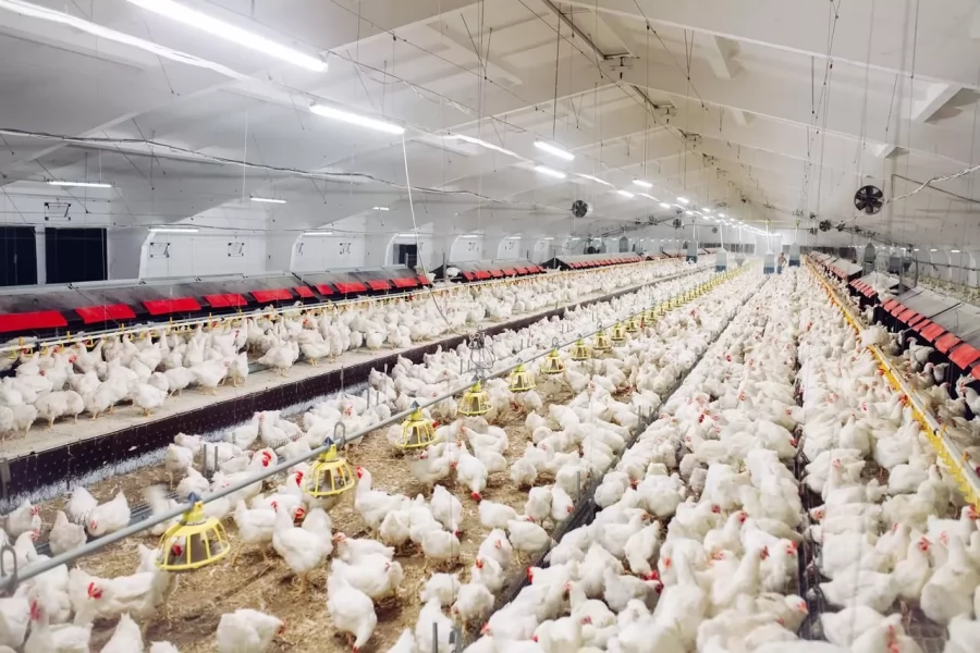 How To Choose the Best Evaporative Cooling System for Your Poultry Farm ?!